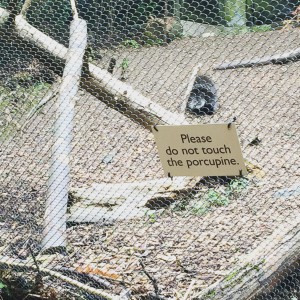Please do not touch the porcupine.