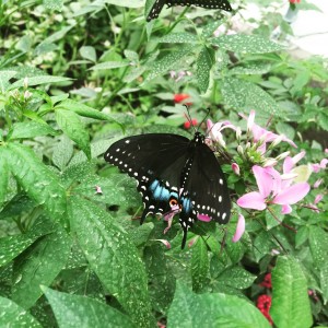 Butterfly at Woodland Park Zoo