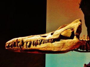 Pliosaurus rossicus skull