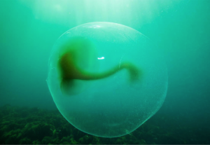 Large gelatinous sphere off the west coast of Norway