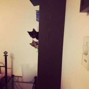 Kittens peeking from a shelf. 
