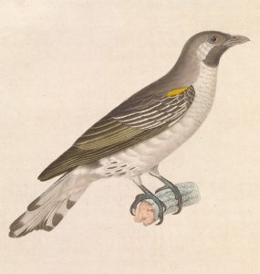 Illustration of the honeyguide bird