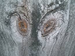 Knots in a tree that resemble an alien's head