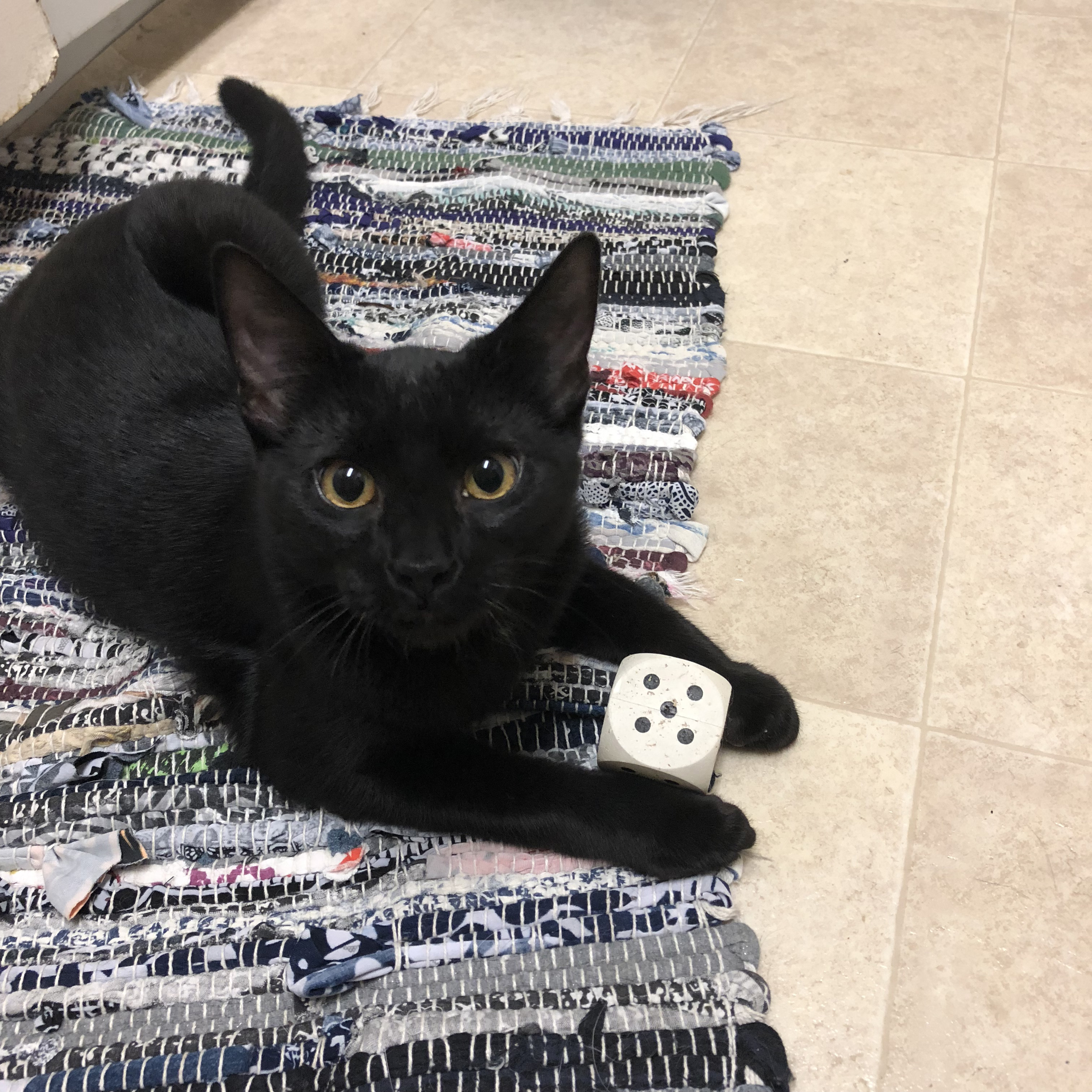 A black kitten with a 6-sided die.