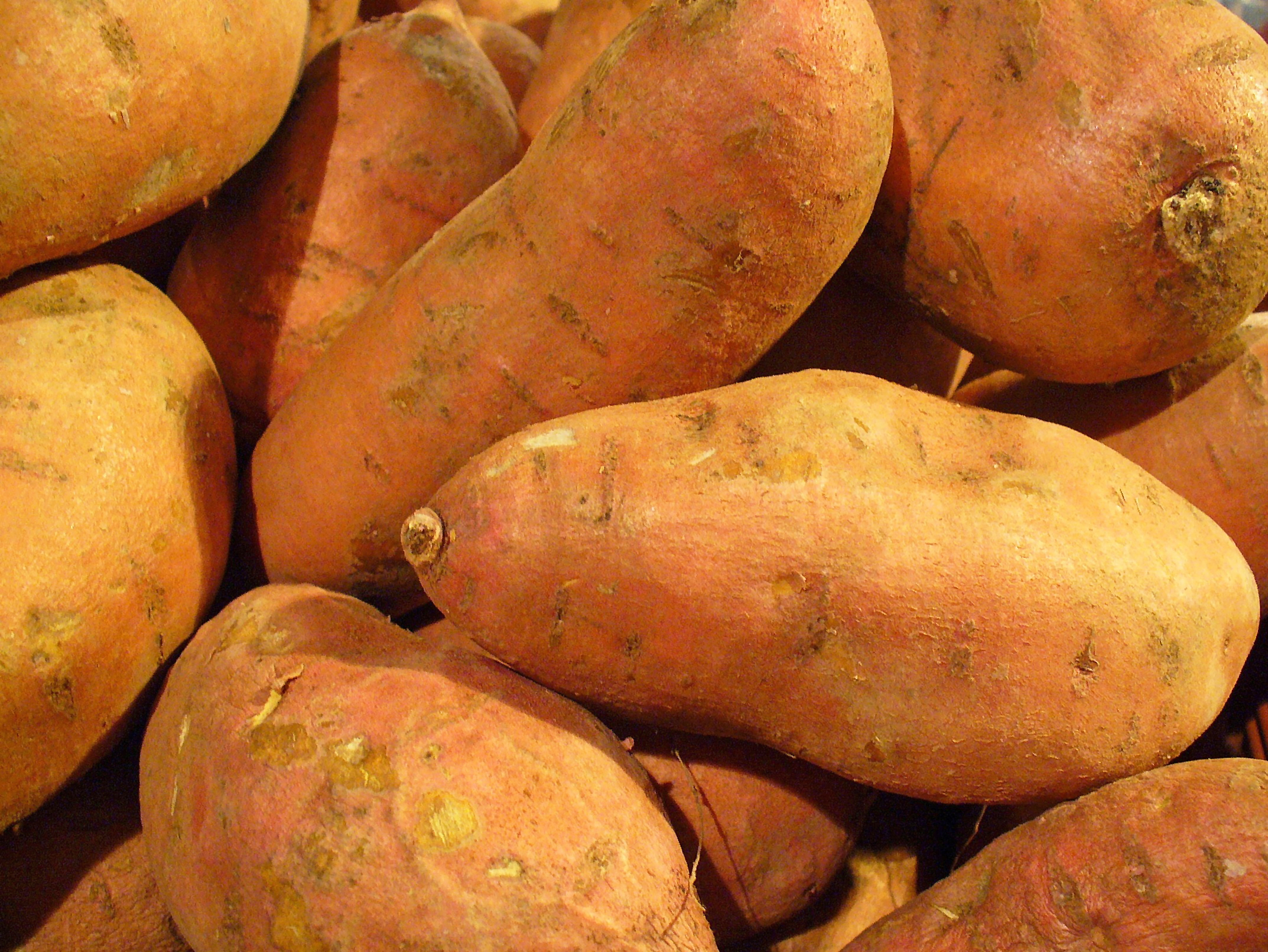 Sweet potatoes, Ipomoea batatas