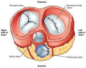 Heart Valves