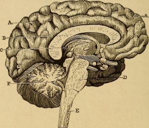 Diagram of a human brain