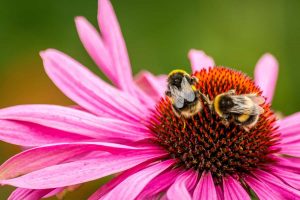 Bees on a flower