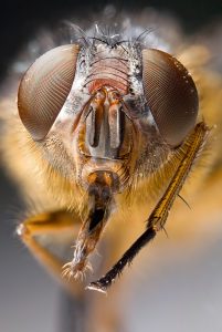 Calliphora sp.