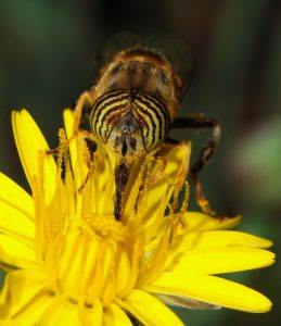 Bee on a flower