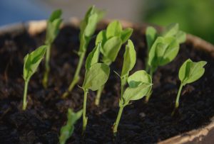 Young plant seedlings