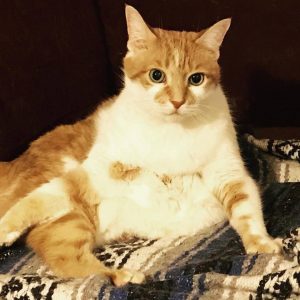 Orange and white piebald cat showing her belly and looking at the camera