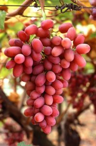 Bunch of red grapes on the vine