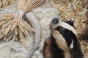 Taxidermy badger in artificially created natural surroundings