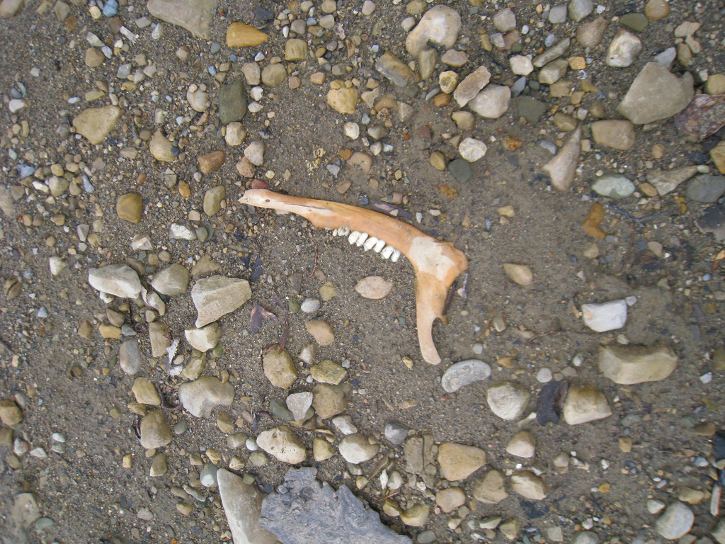 Jawbone of a large land-based mammal on a rocky beach
