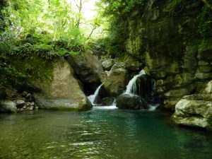 Small waterfalls and a still pool of water in a forested area