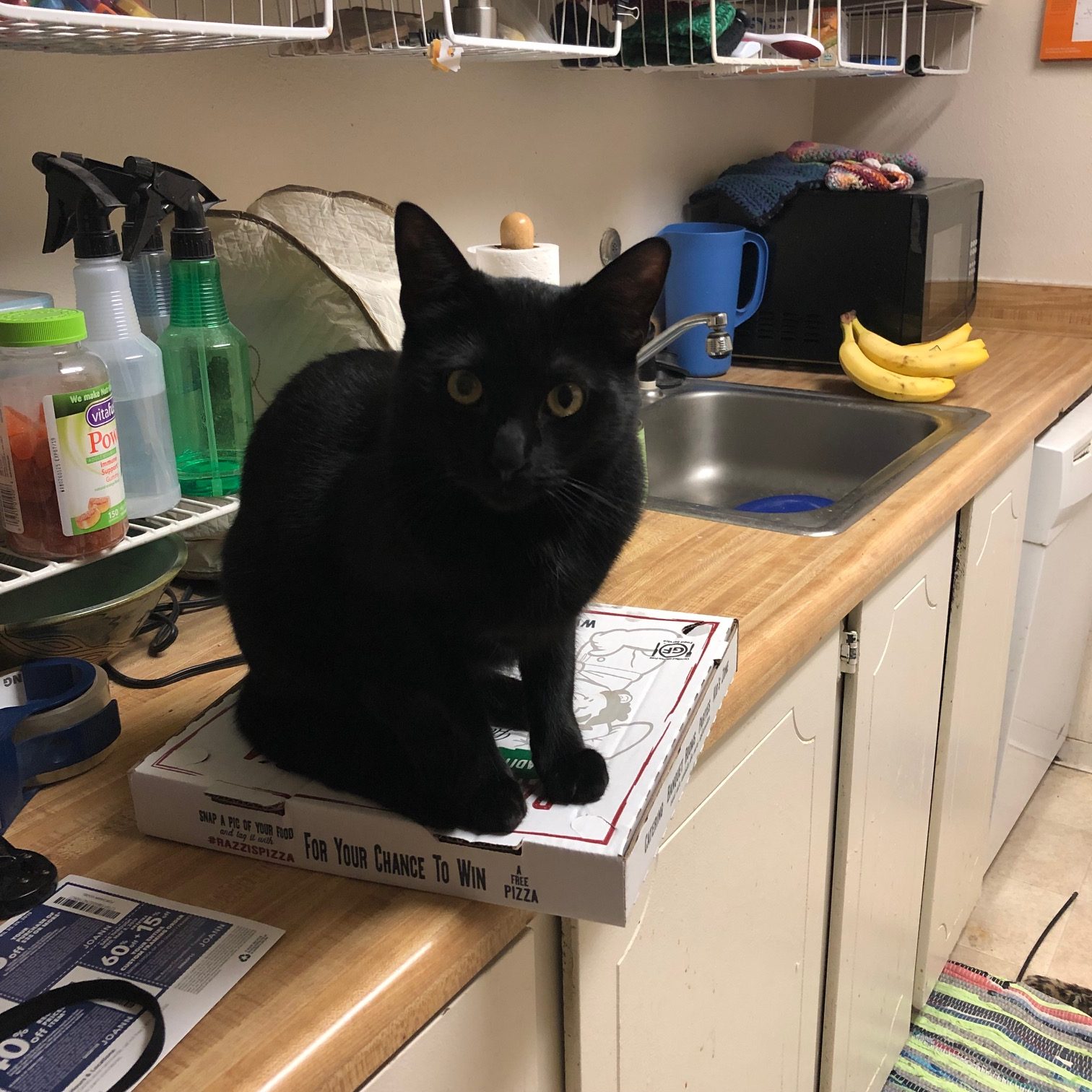 Photo of a black cat sitting on a pizza box.