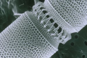 Microscopic image of unidentified nanotechnology