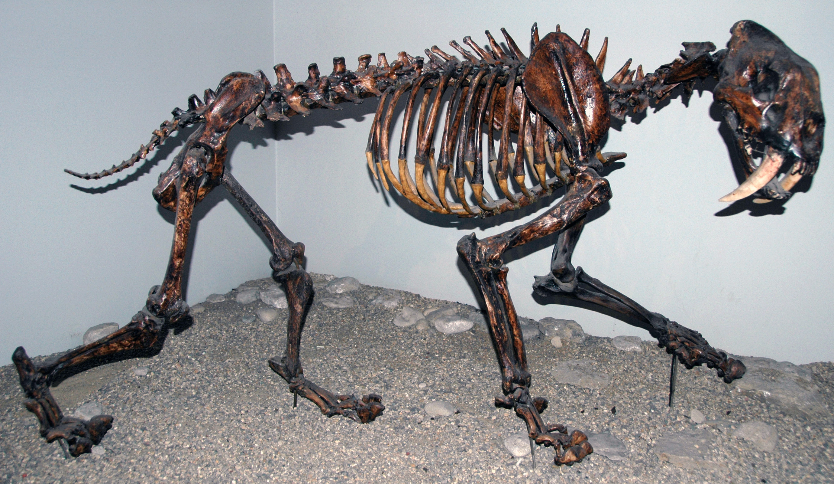 Fossilized Smilodon fatalis (saber-tooth cat)
