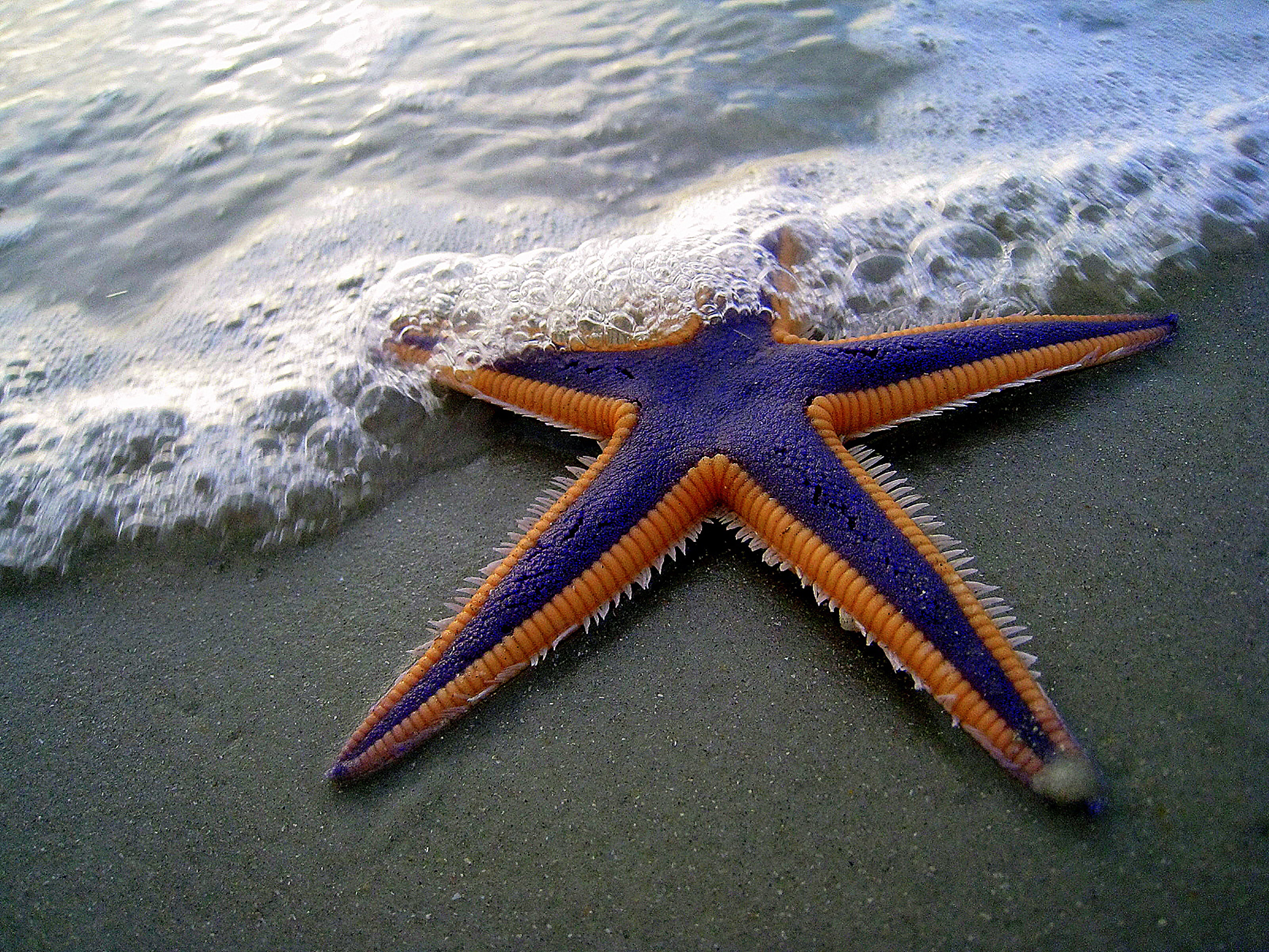 Purple and orange starfish on a sandy beach, partially covered by seawater