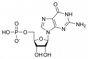 Chemical structure of ribonucleotide