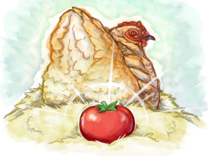 Illustration of a chicken with a freshly laid tomato behind it.