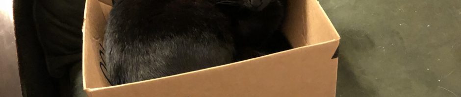 Photo of a black cat sitting in a box.