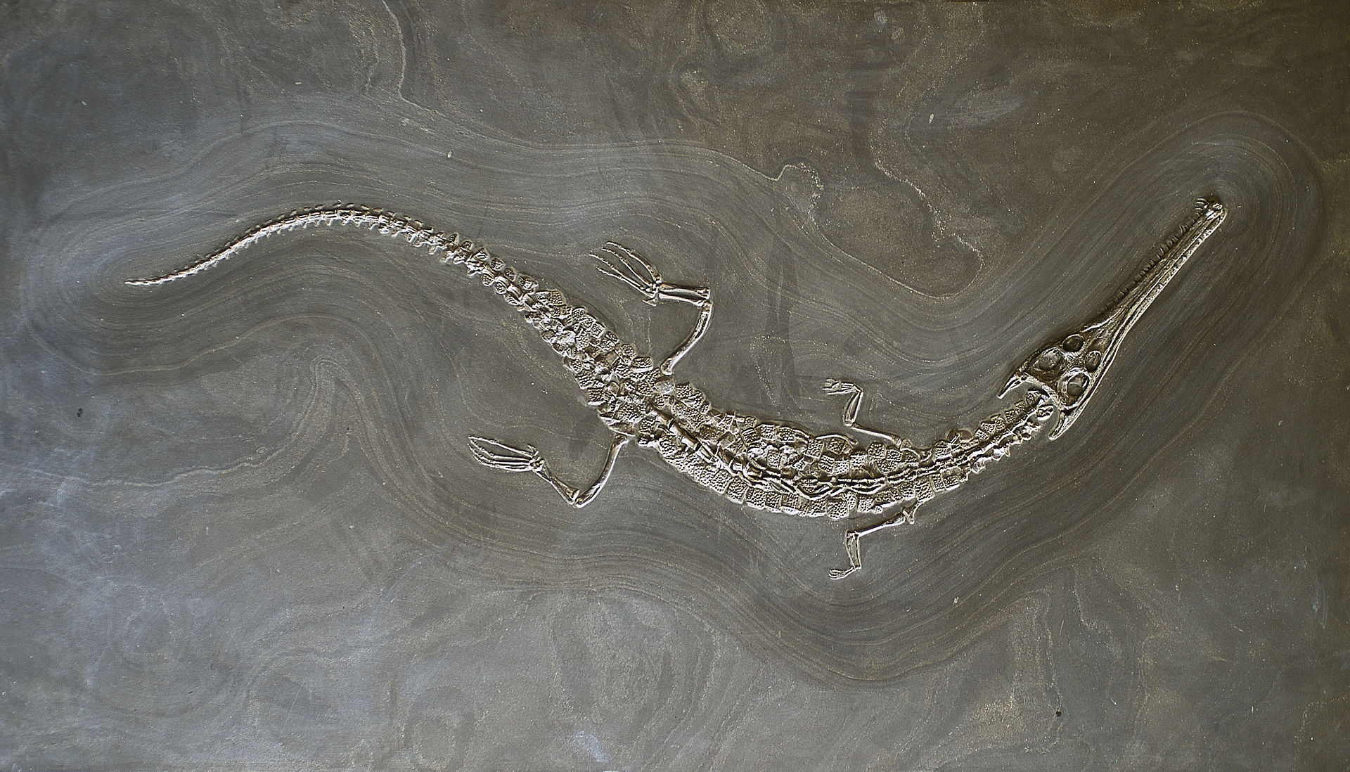 A Steneisaurus, similar to the giant prehistoric crocodile recently renamed for Lemmy Kilmister