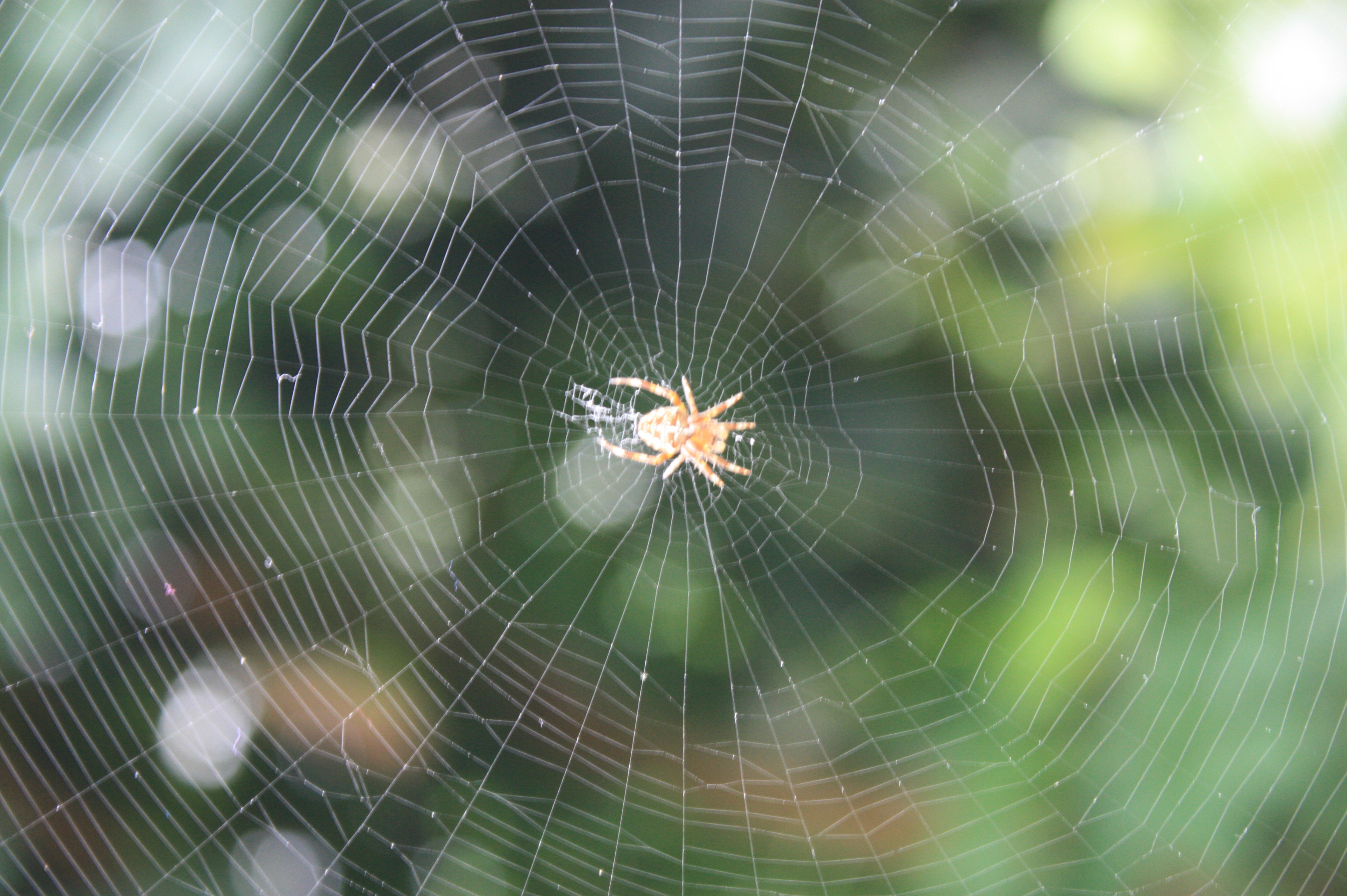 Small spider in a circular web