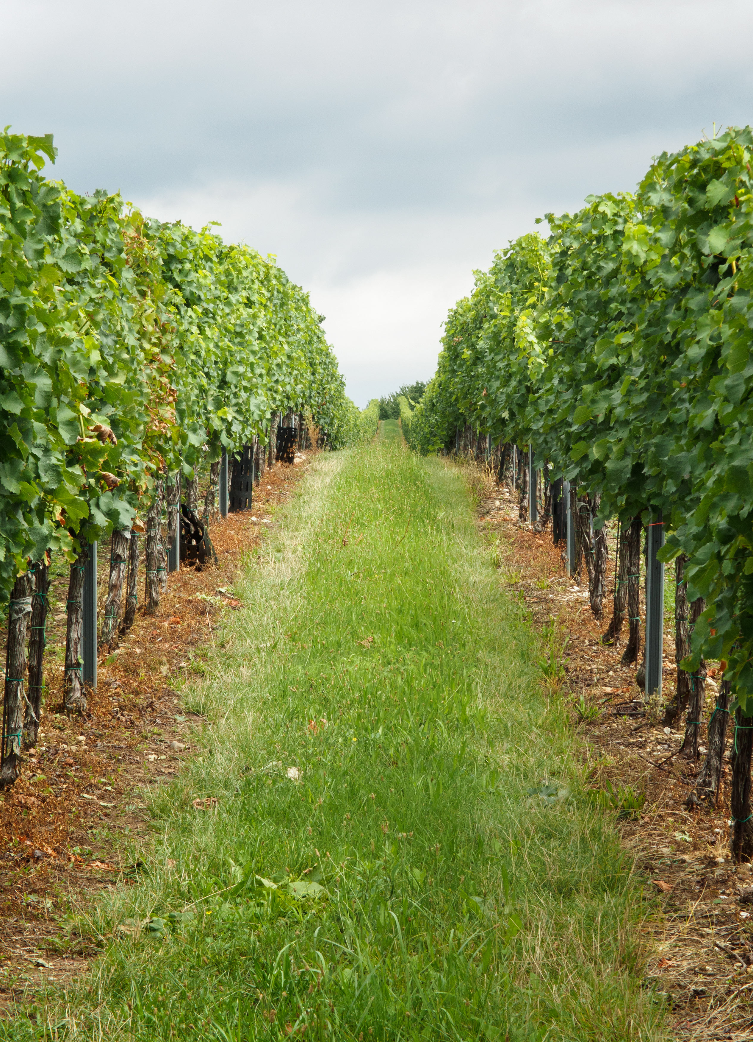 Strange Science: Wine on Mars | Mad Scientist Journal